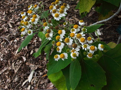 Podachaenium-eminens-giant-daisy-tree-Central-Am-UCLA-2011-04-07-IMG 7541