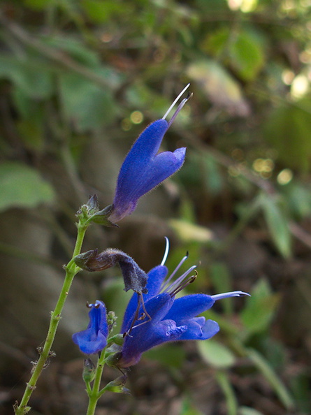 Salvia-cacaliifolia-blue-vine-sage-Mexico-Guatemala-UCLA-Bot-Gard-2012-07-16-IMG_2263.jpg