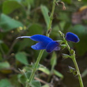 Salvia-cacaliifolia-blue-vine-sage-Mexico-Guatemala-UCLA-Bot-Gard-2012-07-16-IMG 2265
