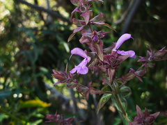 Salvia-canariensis-Canary-Islands-sage-UCLA-campus-2010-05-13-IMG 5134