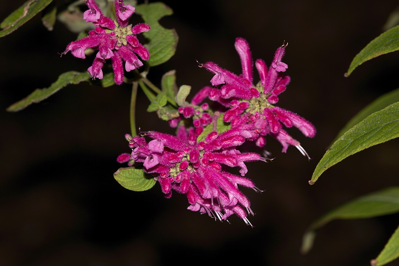 Salvia-iodantha-Mexican-fuchsia-sage-UCLA-Bot-Gard-2013-01-08-IMG_7188.jpg