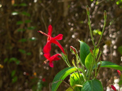 Salvia-leucantha-Mexican-bush-sage-UCLA-campus-2010-05-13-IMG 5194
