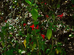 Salvia-leucantha-Mexican-bush-sage-UCLA-campus-2010-05-13-IMG 5197