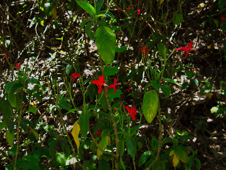 Salvia-leucantha-Mexican-bush-sage-UCLA-campus-2010-05-13-IMG_5197.jpg