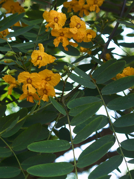 Tipuana-tipu-yellow-legume-tree-S-Am-UCLA-Bot-Gard-2012-07-16-IMG_2246.jpg