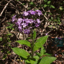 purple-flowered-indet-herb-heliotrope-with-bee-UCLA-Bot-Gard-2012-07-16-IMG 2270
