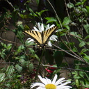 tiger-swallowtail-butterfly-Papilio-glaucas-UCLA-Bot-Gard-2012-07-16-IMG 2262