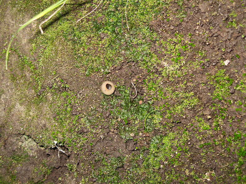 Phaeoceros-hornwort-Peziza-brown-cup-fungus-moss-community-Satwiwa-waterfall-trail-Santa-Monica-Mts-2011-02-08-IMG_7065.jpg
