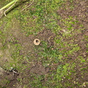 Phaeoceros-hornwort-Peziza-brown-cup-fungus-moss-community-Satwiwa-waterfall-trail-Santa-Monica-Mts-2011-02-08-IMG 7065