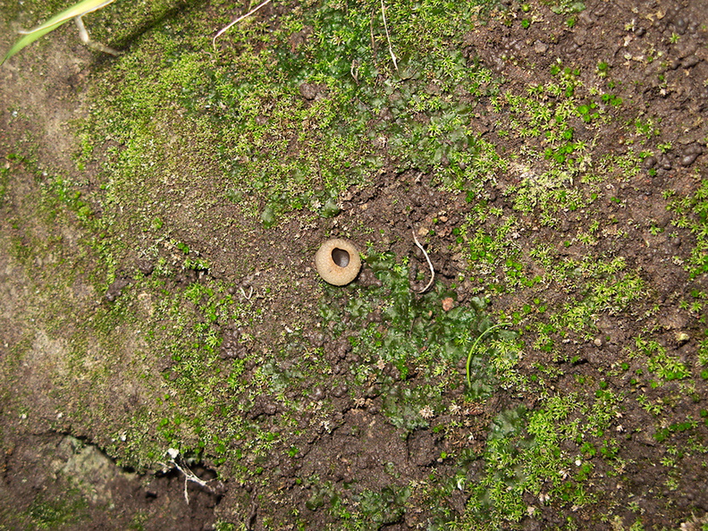 Phaeoceros-hornwort-Peziza-brown-cup-fungus-moss-community-Satwiwa-waterfall-trail-Santa-Monica-Mts-2011-02-08-IMG_7066.jpg