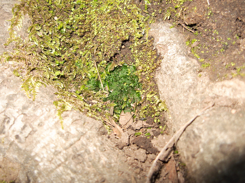 Phaeoceros-hornwort-vegetative-among-moss-Satwiwa-waterfall-trail-Santa-Monica-Mts-2011-02-08-IMG_7059.jpg