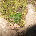 Phaeoceros-hornwort-vegetative-among-moss-Satwiwa-waterfall-trail-Santa-Monica-Mts-2011-02-08-IMG 7060