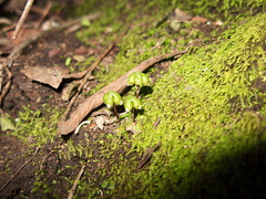 Asterella-californica-thallose-liverwort-carpocephala-Satwiwa-waterfall-trail-Santa-Monica-Mts-2011-02-08-IMG 7054