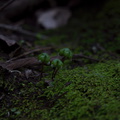 Asterella-californica-thallose-liverwort-carpocephala-Satwiwa-waterfall-trail-Santa-Monica-Mts-2011-02-08-IMG 7055