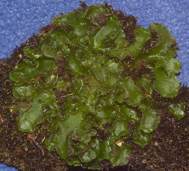 Pellia-epiphylla-Metzgeriales-liverwort-NW-Pacific-Coast-MRiley-2012-03-22-IMG 4613