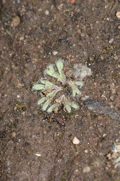 Riccia-sp-thallose-liverwort-Sage-Ranch-Santa-Susana-2011-04-08-IMG_1947.jpg