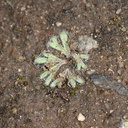 Riccia-sp-thallose-liverwort-Sage-Ranch-Santa-Susana-2011-04-08-IMG 1947
