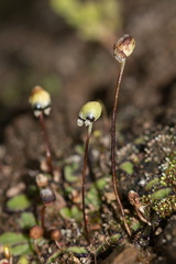 carpocephala-thallose-liverwort-Sage-Ranch-Santa-Susana-2011-04-08-IMG 1955