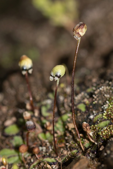 carpocephala-thallose-liverwort-Sage-Ranch-Santa-Susana-2011-04-08-IMG_1955.jpg
