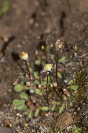 carpocephala-thallose-liverwort-Sage-Ranch-Santa-Susana-2011-04-08-IMG 1956