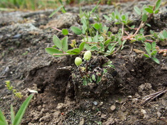 carpocephala-thallose-liverwort-Sage-Ranch-Santa-Susana-2011-04-08-IMG 7564