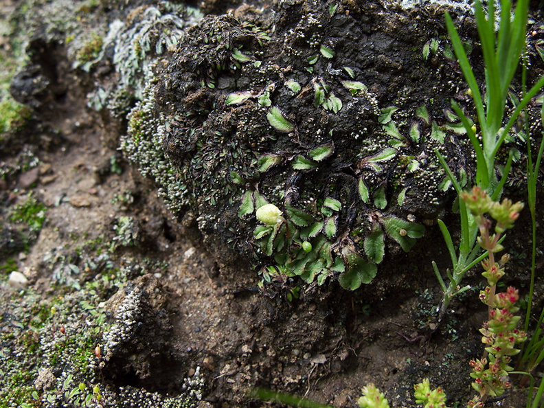 carpocephala-thallose-liverwort-Sage-Ranch-Santa-Susana-2011-04-08-IMG 7565