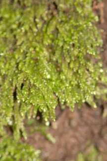 foliose-liverwort-Satwiwa-waterfall-trail-2011-03-29-IMG 1904
