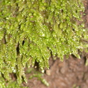 foliose-liverwort-Satwiwa-waterfall-trail-2011-03-29-IMG 1905