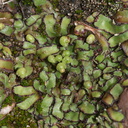 thallose-liverwort-Camino-Cielo-west-2011-04-10-IMG 1961