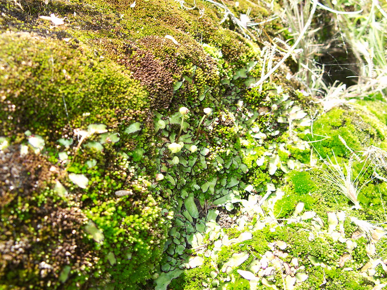 thallose-liverwort-stalked-reproductive-structures-Camino-Cielo-west-2011-04-10-IMG_7581.jpg
