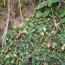 thallose-liverwort-vernal-pools-Santa-Rosa-Reserve-2011-03-16-IMG 7270