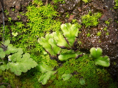 thallose-liverwort-vernal-pools-Santa-Rosa-Reserve-2011-03-16-IMG 7274