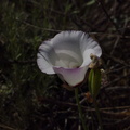 Calochortus-catalinae-mariposa-lily-Angel-Vista-2018-05-15-IMG 8748