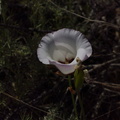 Calochortus-catalinae-mariposa-lily-Angel-Vista-2018-05-15-IMG_8750.jpg