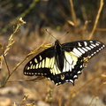 anise-swallowtail-butterfly-Papilio-zelicaon-Angel-Vista-Trail-2015-05-23-IMG_5004.jpg