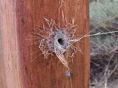 funnel-web-in-drilled-bolt-hole-Angel-Vista-2018-05-15-IMG 8754
