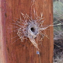 funnel-web-in-drilled-bolt-hole-Angel-Vista-2018-05-15-IMG 8754