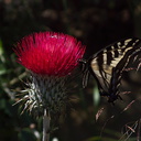Cirsium-occidentale-var-candidissimum-with-tiger-swallowtail-butterfly-Camino-Cielo-2010-06-11-IMG 6091