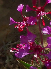 Clarkia-unguiculata-Camino-Cielo-2010-06-11-IMG 6039