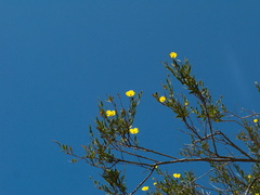 Dendromecon-rigida-tree-poppy-Camino-Cielo-2010-06-11-IMG 6023