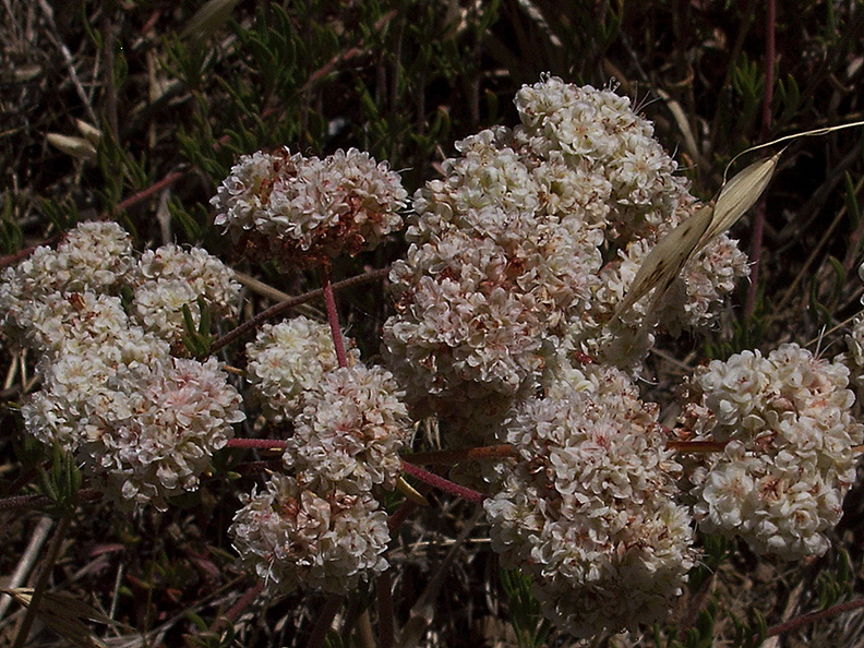 Eriogonum-fasciculatum-California-buckwheat-Camino-Cielo-2011-09-04-IMG 9661