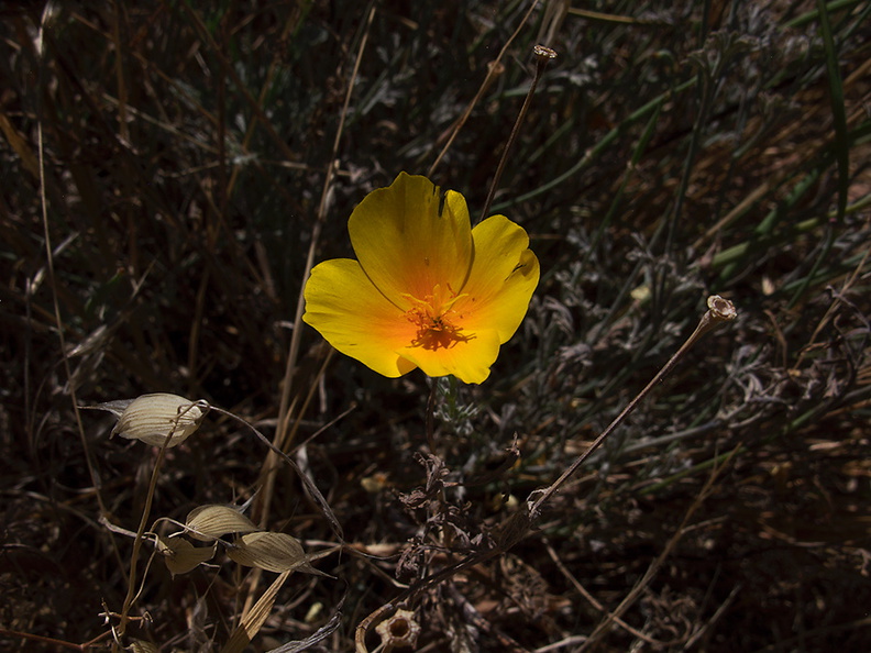 Eschscholzia-californica-California-poppy-Kirbys-Castle-Camino-Cielo-2011-09-04-IMG_9675.jpg