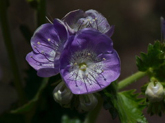 Phacelia-grandiflora-Camino-Cielo-west-2011-04-10-IMG 1964