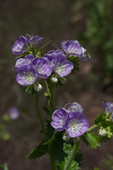 Phacelia-grandiflora-Camino-Cielo-west-2011-04-10-IMG 1967