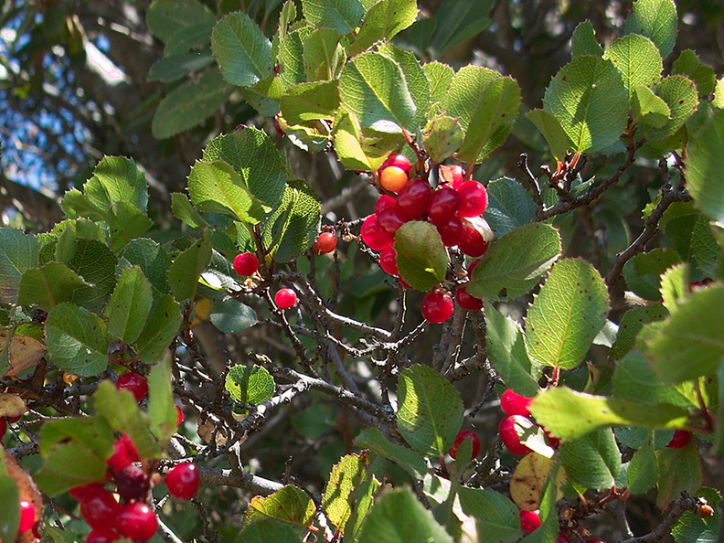 Prunus-ilicifolia-holly-leaved-cherry-Camino-Cielo-2011-09-04-IMG_9670.jpg
