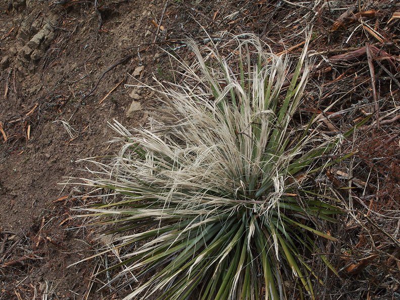 Yucca-fibers-Camino-Cielo-2011-04-02-IMG 7527