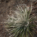 Yucca-fibers-Camino-Cielo-2011-04-02-IMG 7527