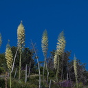 Yucca-whipplei-on-hillside-Camino-Cielo-2010-06-11-IMG 6108