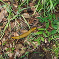 banana-slug-toward-Camino-Cielo-west-2011-04-10-IMG_7618.jpg
