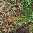 banana-slug-toward-Camino-Cielo-west-2011-04-10-IMG 7618